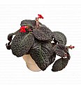 Episcia Red Crocodile