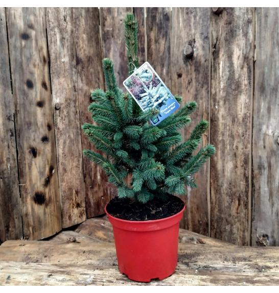 Picea pungens Super Blue C5 Lit. 30-40 cm