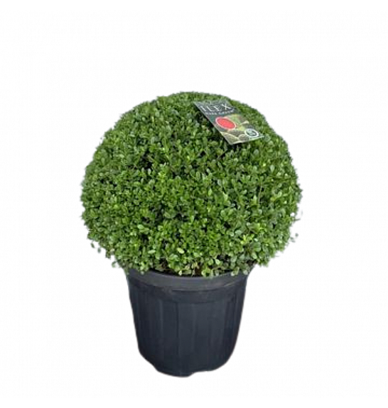 Ilex crenata Dark Green C5 Lit. Krogla 20/25 cm