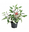Hibiskus variegata
