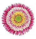 Gerbera Sunshapers tropical