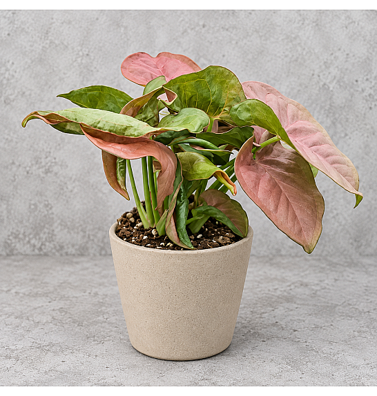 Syngonium Red Heart; Ø6 cm