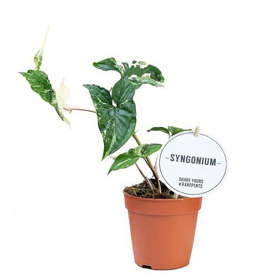 Syngonium albo-variegatum; Ø14cm