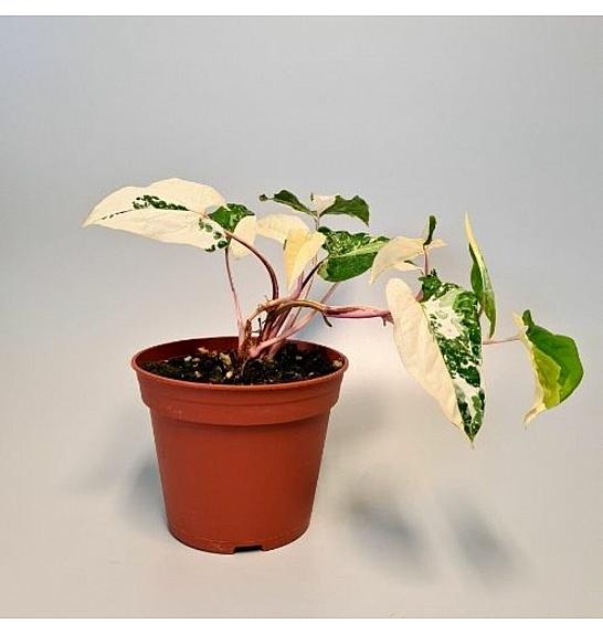 Syngonium albo-variegatum; Ø14cm