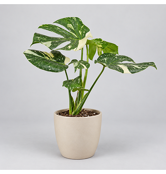 Monstera deliciosa 'Thai Constellation'; Ø18 cm