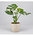 Monstera Thai Constellation - XL