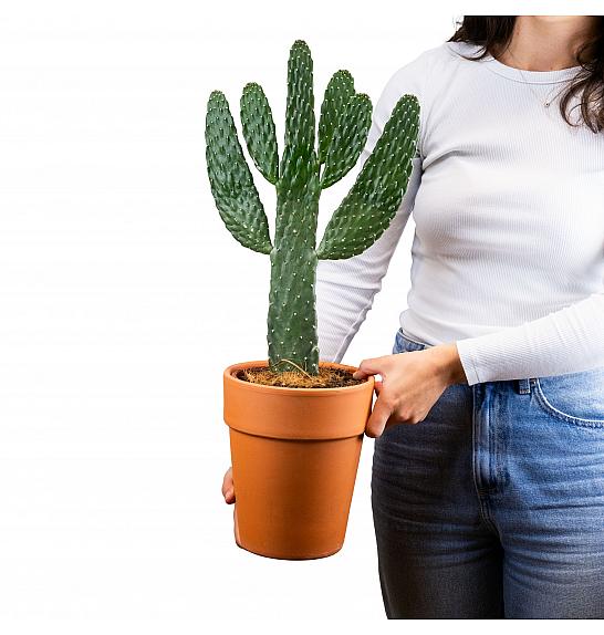 KAKTUS OPUNTIA ; Ø18