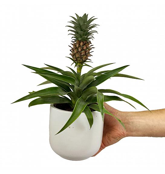 Ananas Mi Amigo; Ø12