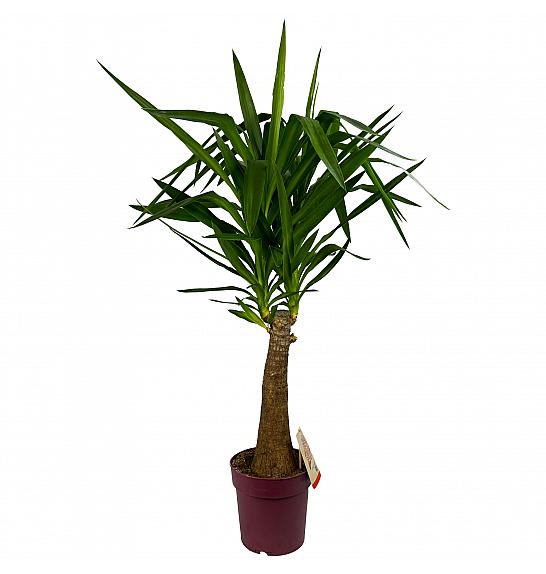 Yucca elephantipes; Ø23 130cm