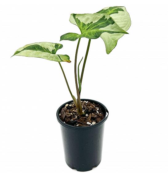 Syngonium Three Kings; Ø13cm (kopija)