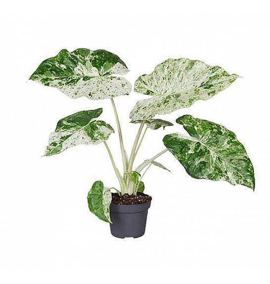 Alocasia macrorrhiza Camouflage; Ø12 cm