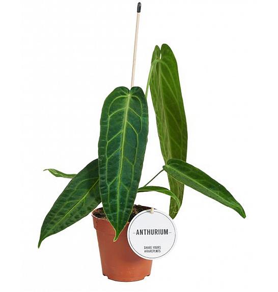 Anthurium Warocqueanum; o14 cm