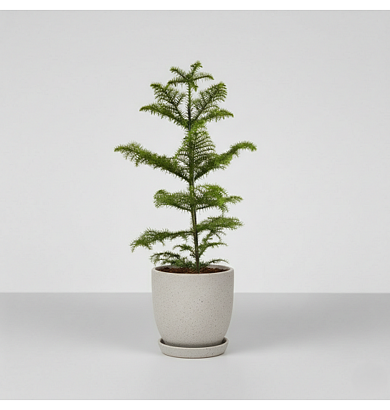 Araucaria heterophylla; Ø17 cm