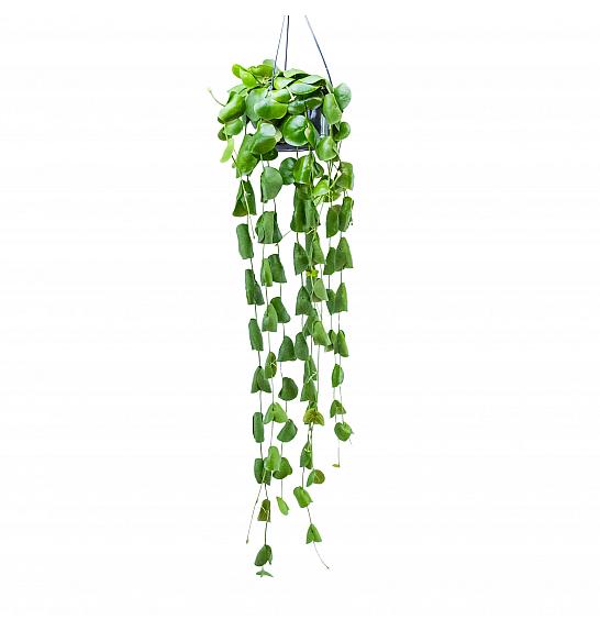 Dischidia platyphylla; Ø14 cm