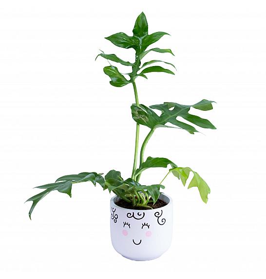 Philodendron Distantilobum; Ø12 cm