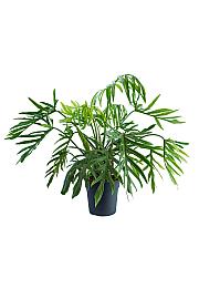 Filodendron Trixi