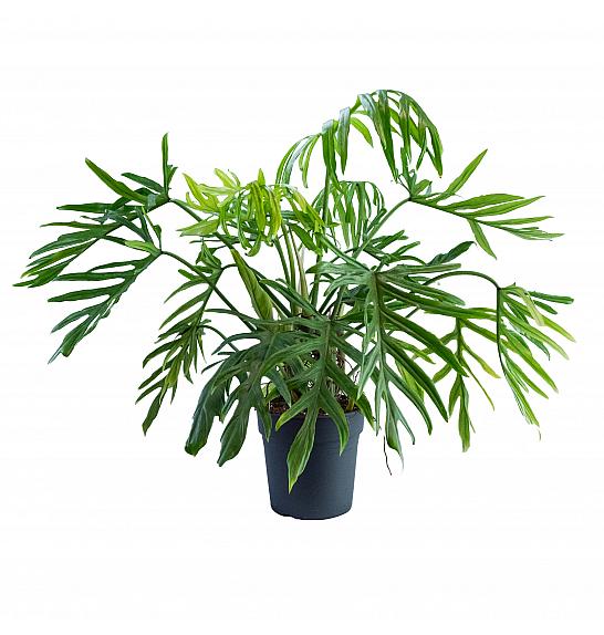 Philodendron elegans Trixi; Ø24 cm