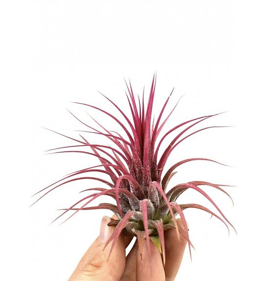 Tillandsia Ionantha Red Large; Ø6 cm