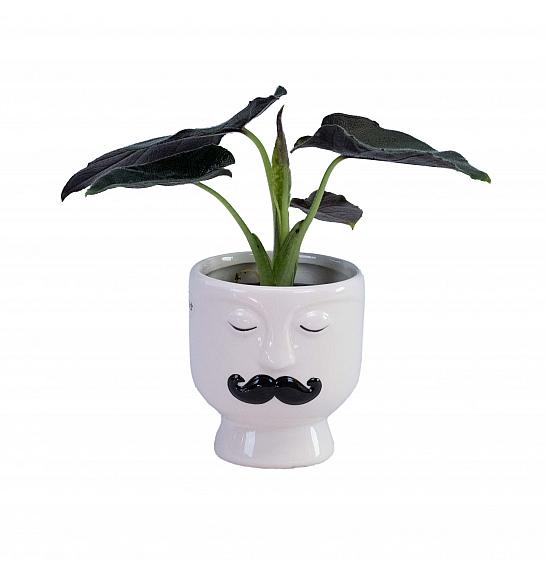 Alocasia Antoro Velvet; Ø6 cm