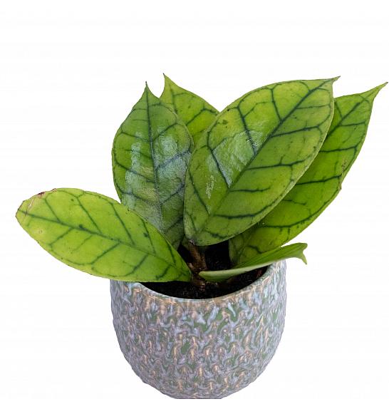 Hoya Callistophylla; o6 cm
