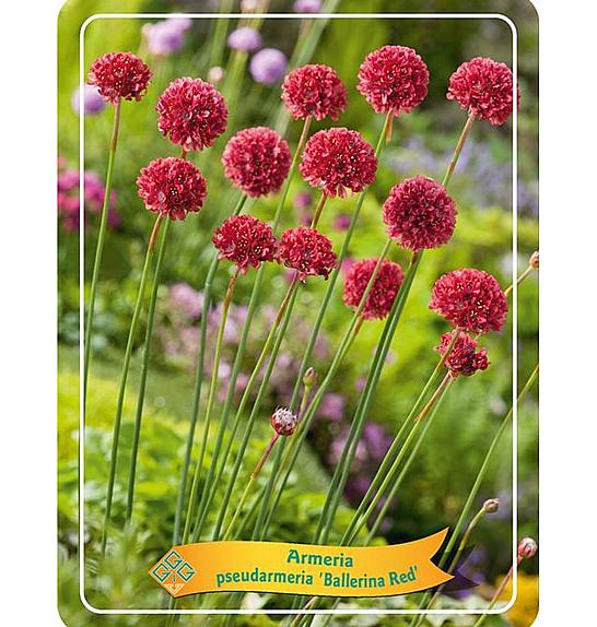 Armeria pseudarmeria Ballerina red Ø11