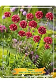 Armerija Ballerina red
