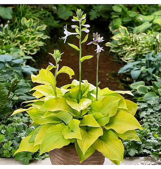 Hosta Ki Ren Jyaku Ø11
