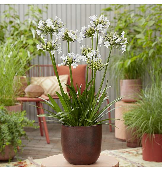 Agapanthus Everpanthus ® Ever Sparkle C2 Lit. 60-70 cm