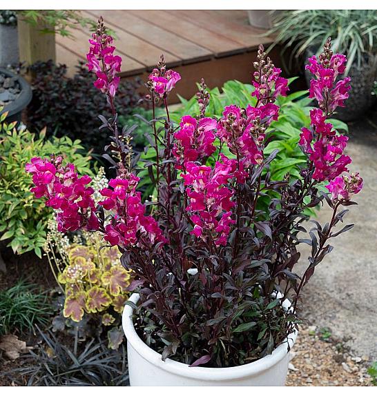 Antirrhinum Snap in Black Hot Pink Ø10,5
