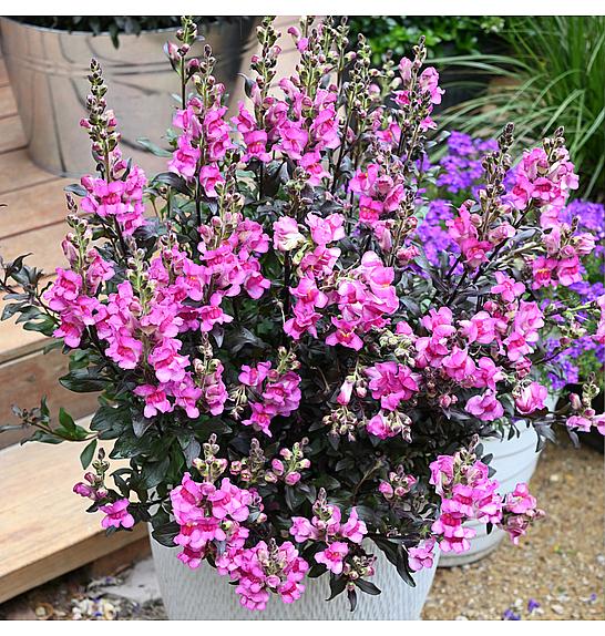 Antirrhinum Snap in Black Raspberry Ø10,5