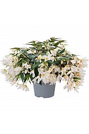 Begonija Groovy White