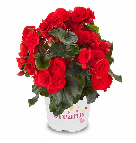 Begonia Solenia RED Orange Ø12