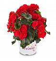 Begonija  Solenia RED Orange