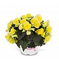 Begonija  Solenia Yellow