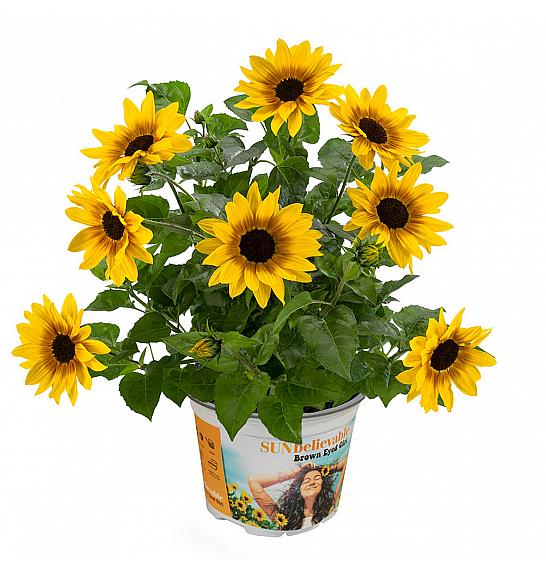 Helianthus Sunbelievable Brown eyed Girl Ø12