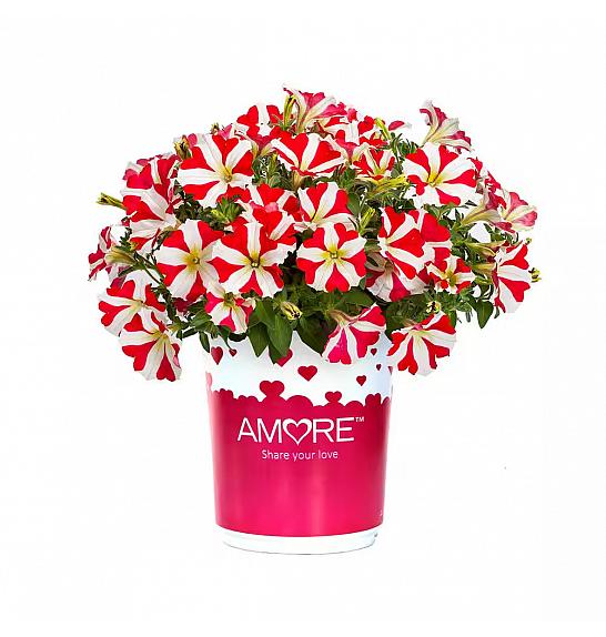Petunia Amore King of Hearts Impr. Ø10,5