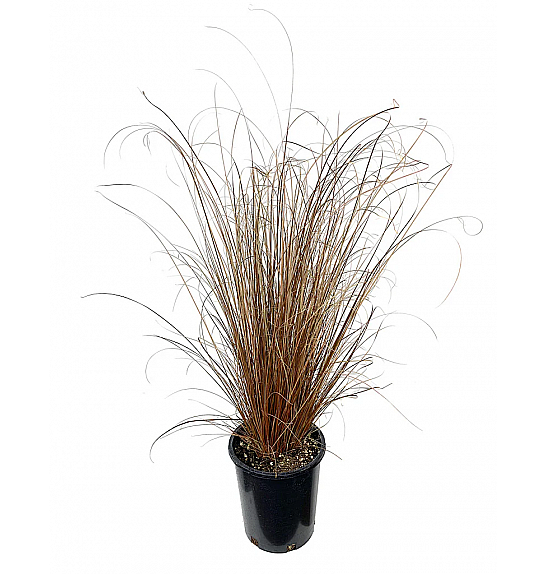 Carex buchananii Red Rooster Ø10,5