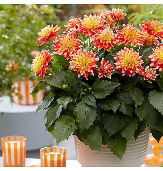 Dahlia Hypnotica Candy Corn Ø17