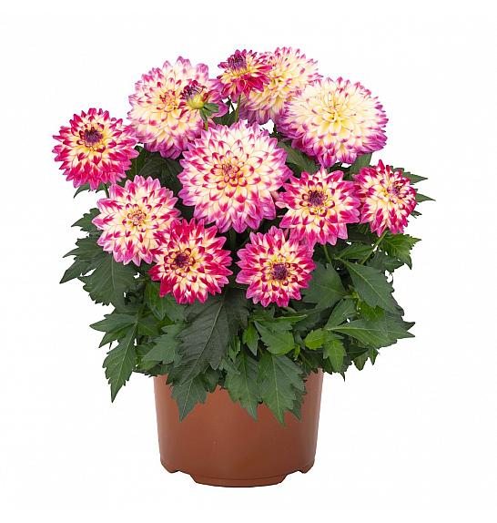 Dahlia Hypnotica Tropical Breeze Ø17