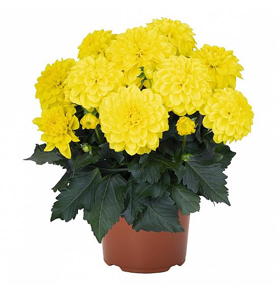 Dahlia Hypnotica Yellow Ø17