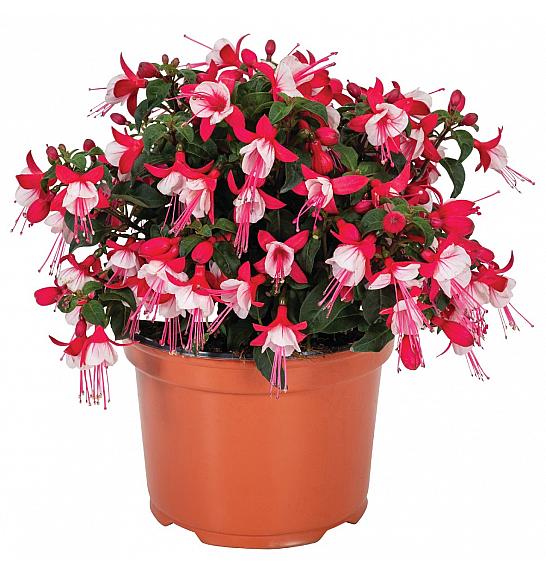Fuchsia Ballerina Releve Ø10,5