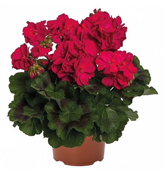 Pelargonium zon. Survivor Idols Neon Violet Ø12