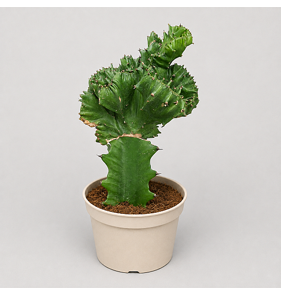 Euphorbia Lactea 'Cristata'; Ø12cm