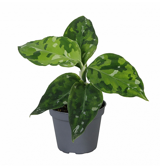 Aglaonema Pictum Tricolor; Ø10,5 cm