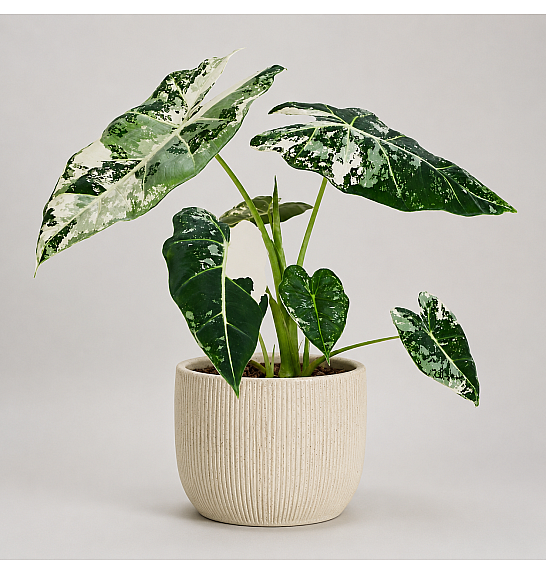 Alocasia Frydek variegata; Ø11 cm