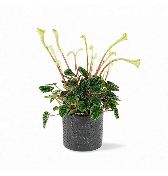 Peperomia Caperata Lilian Ø12