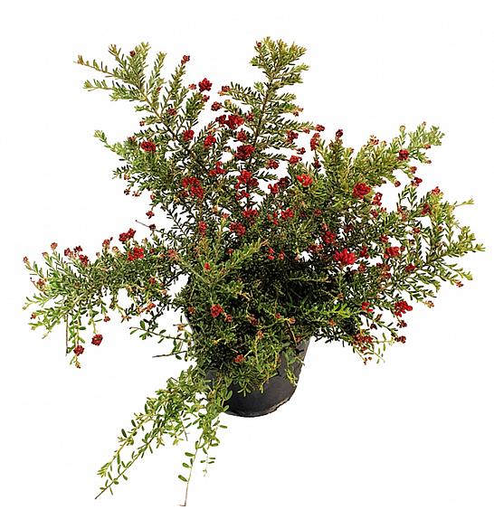Grevillea Winter Wonder; Ø16