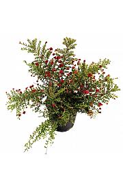 Grevillea Winter Wonder