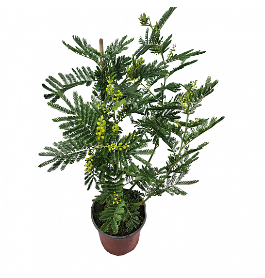 Acacia dealbata Mimosa; Ø17
