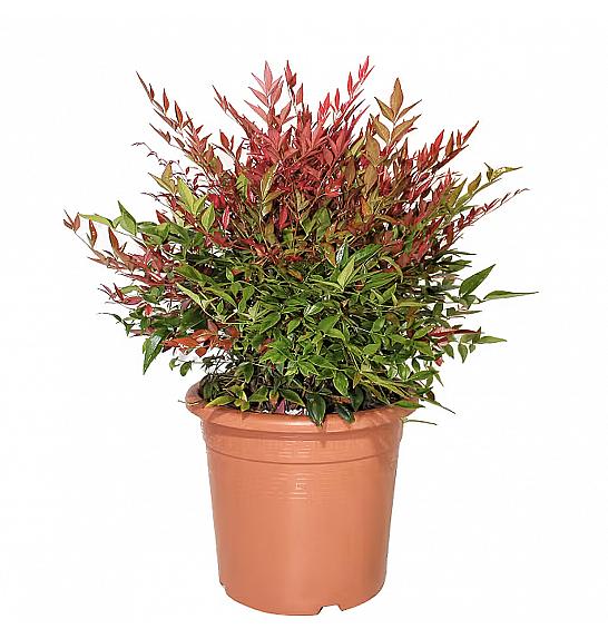Nandina domestica Obsessed® C7,5 Lit. 40-50 cm